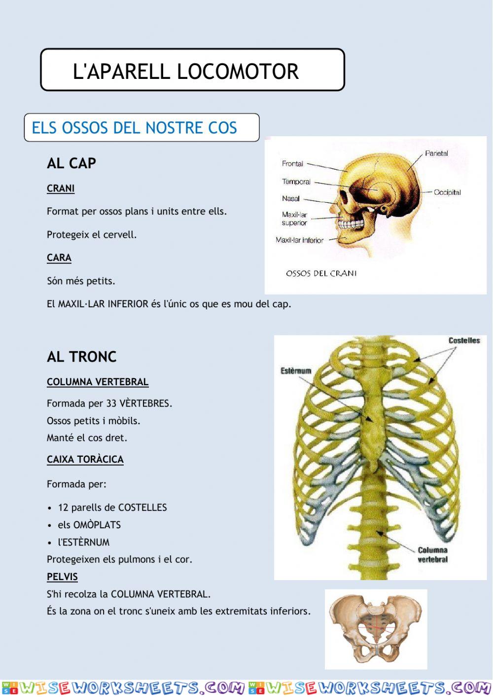 Aparell locomotor