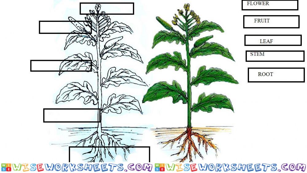 Different parts of a flowering plant