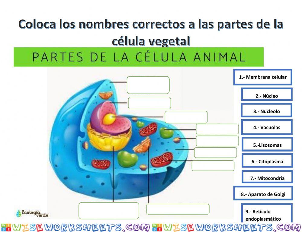 Célula vegetal