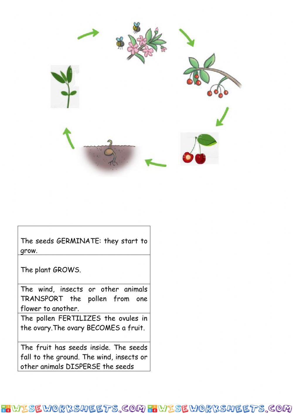 Life cycle