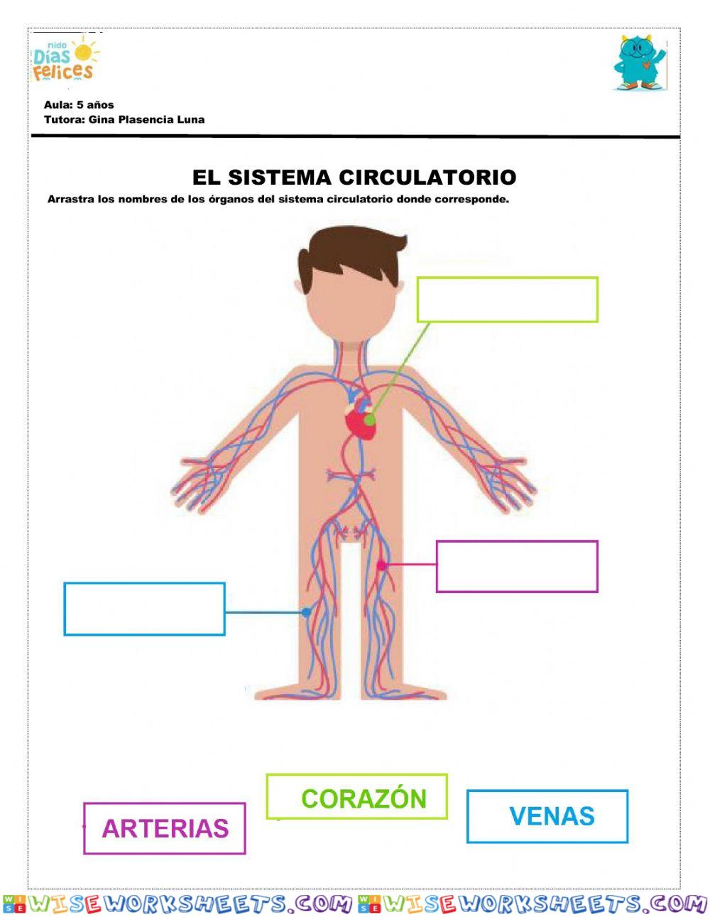 Sistema circulatorio