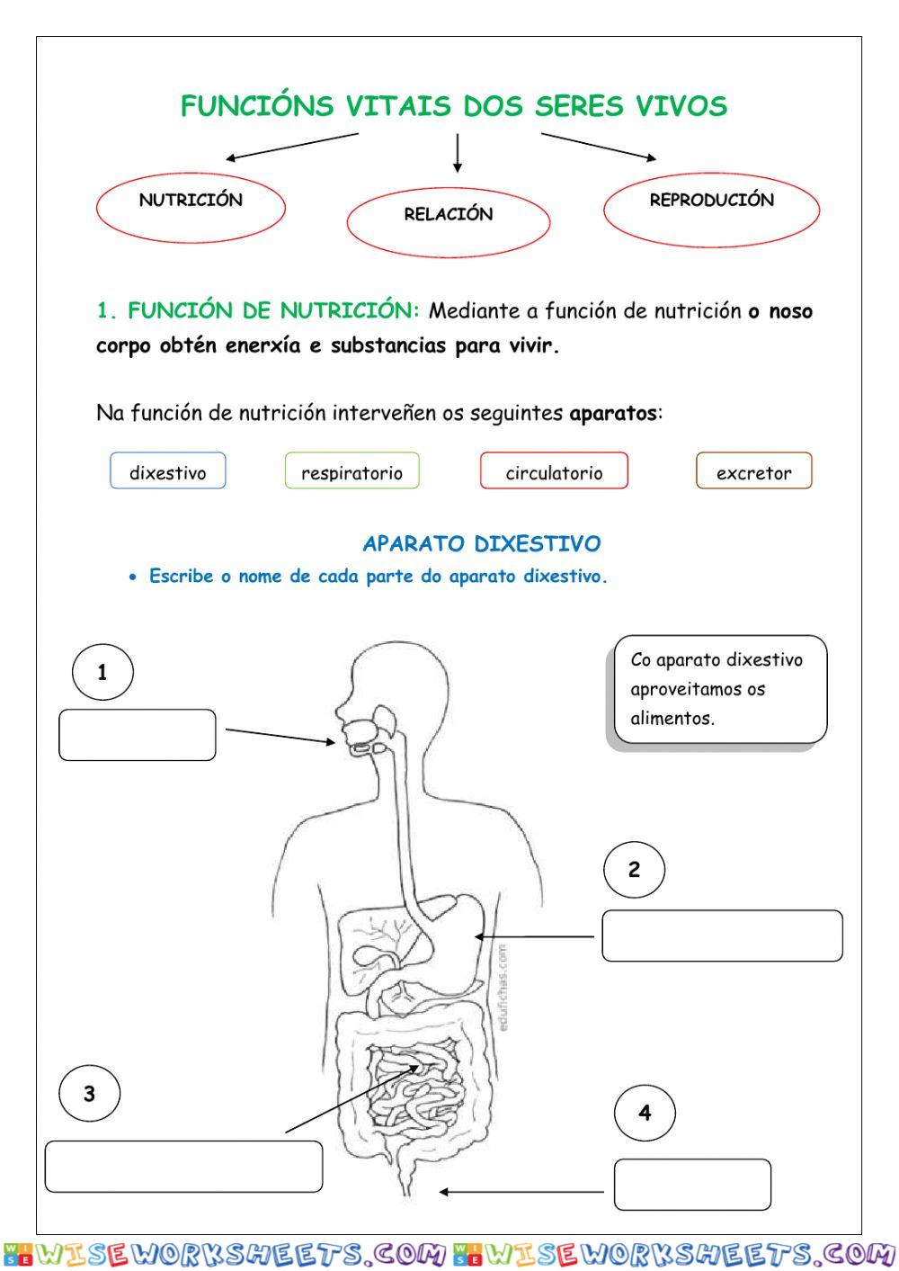 Aparato dixestivo e respiratorio