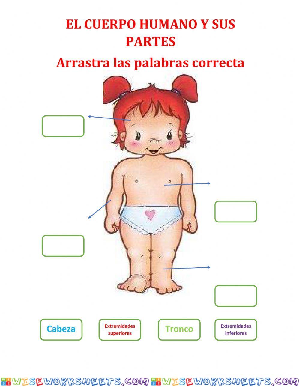 Partes del cuerpo