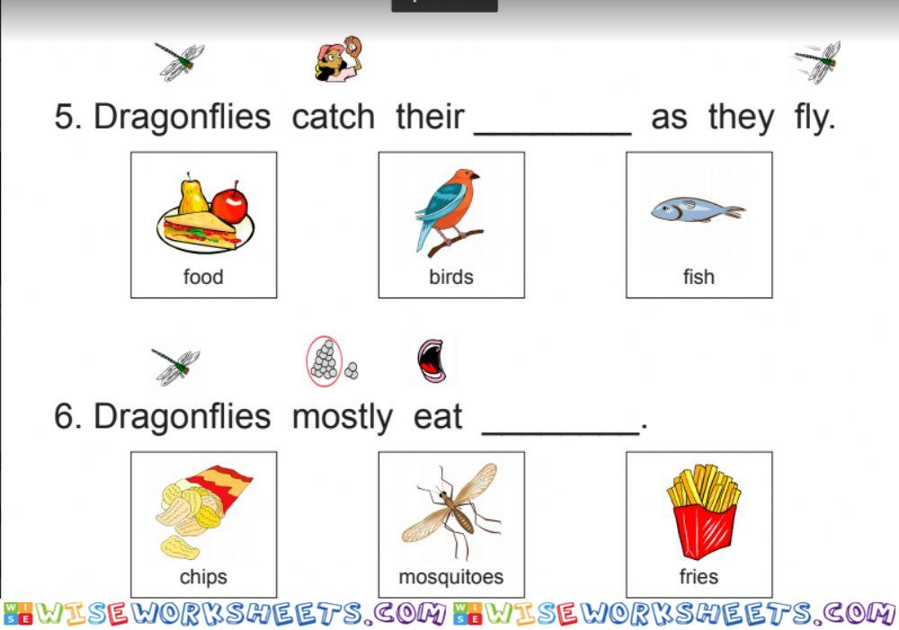 Dragonflies 11