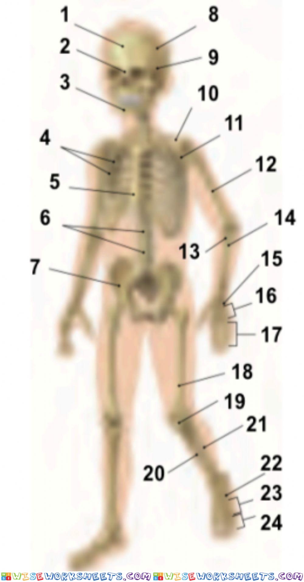 Ósos do corpo humano