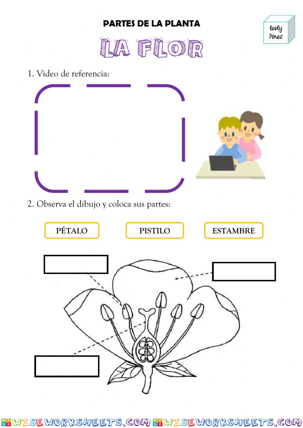 La flor-polinización