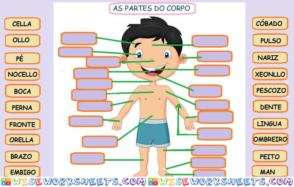 As partes do corpo