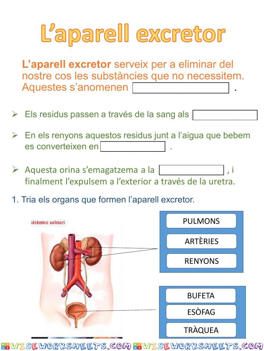 L'aparell excretor