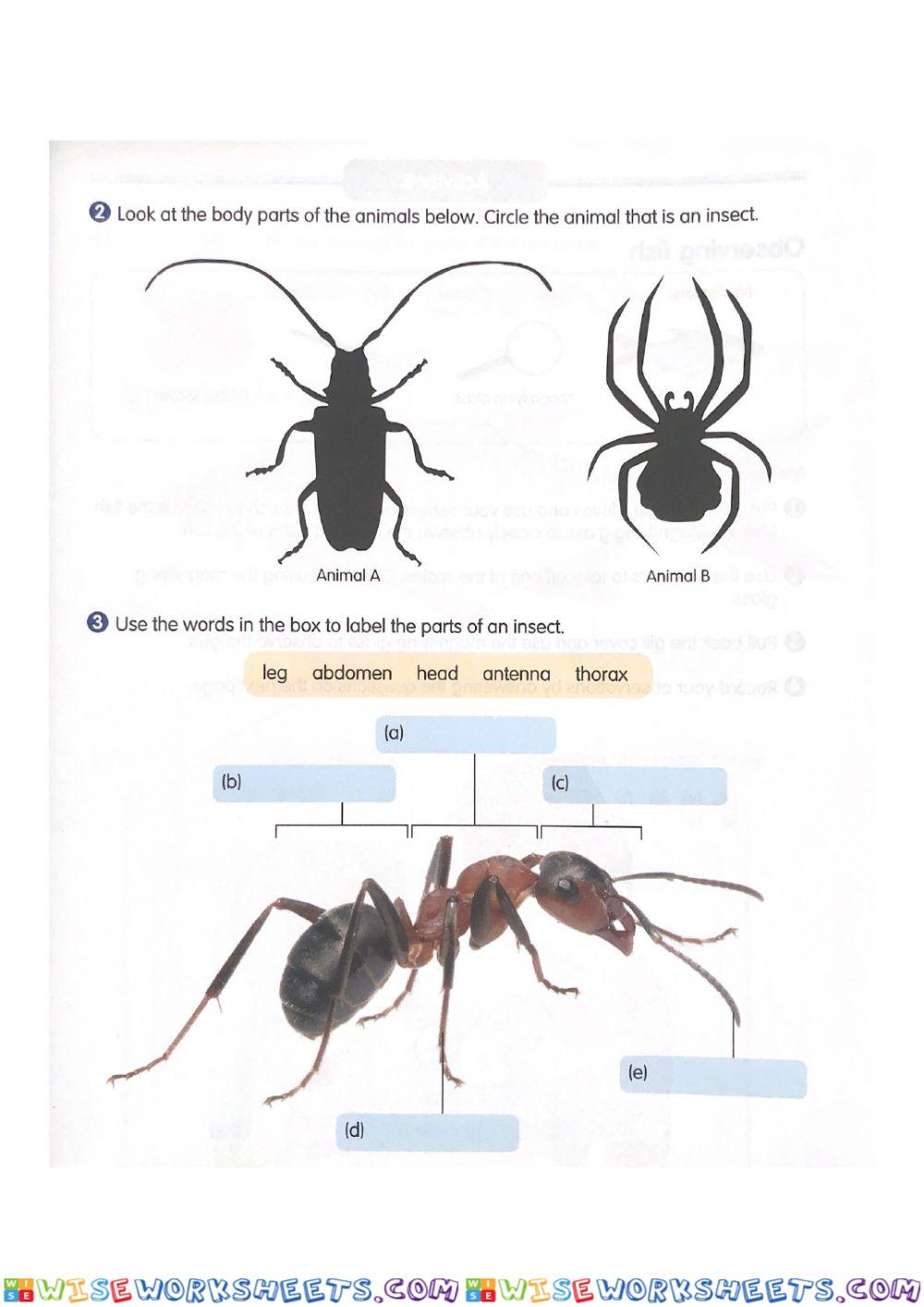 Insects