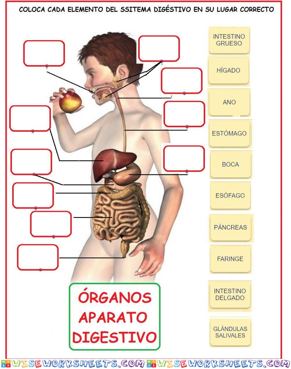 Ficha organos