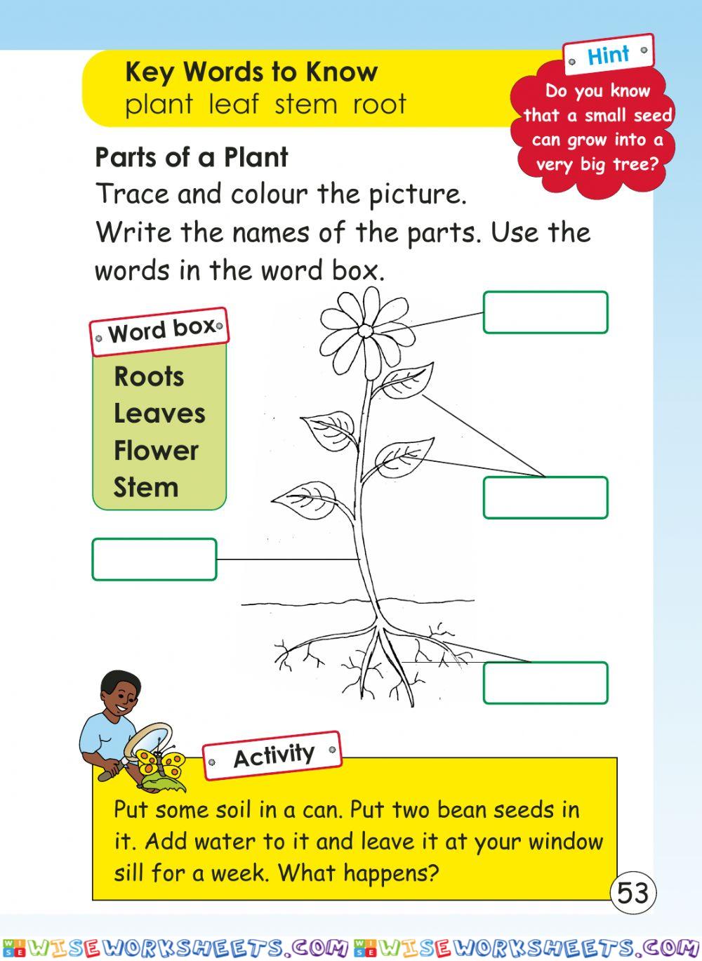 Plants
