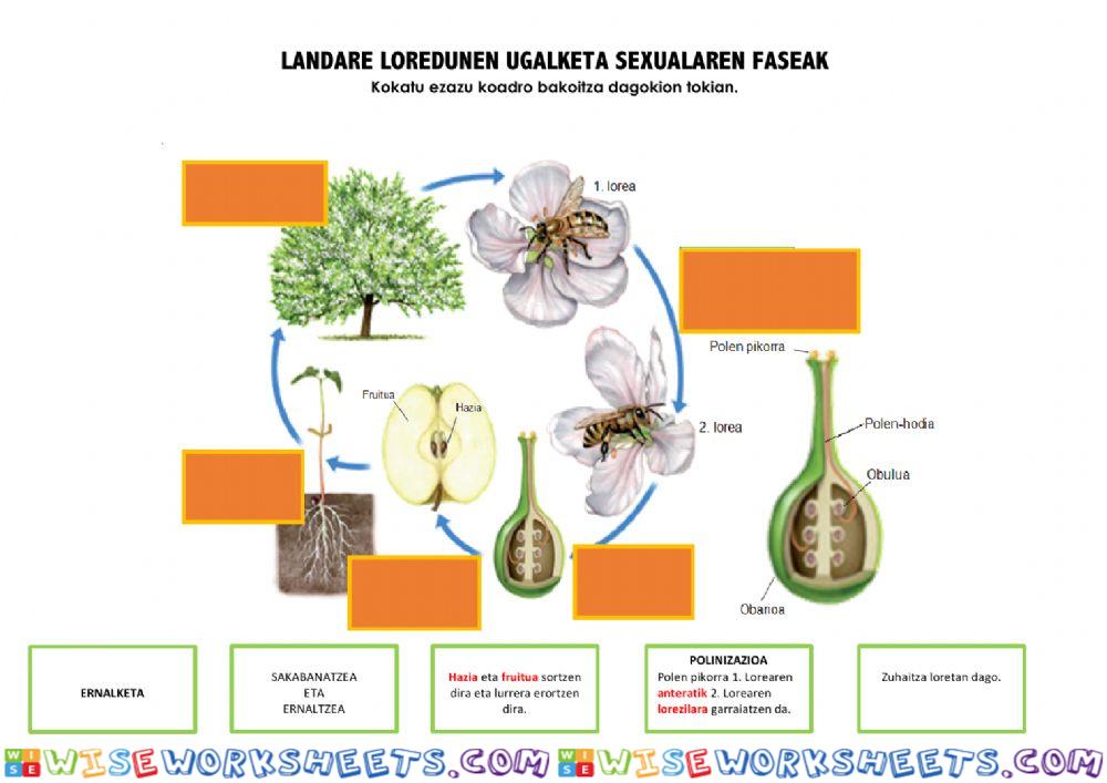 Landare loredunen ugalketa sexuala