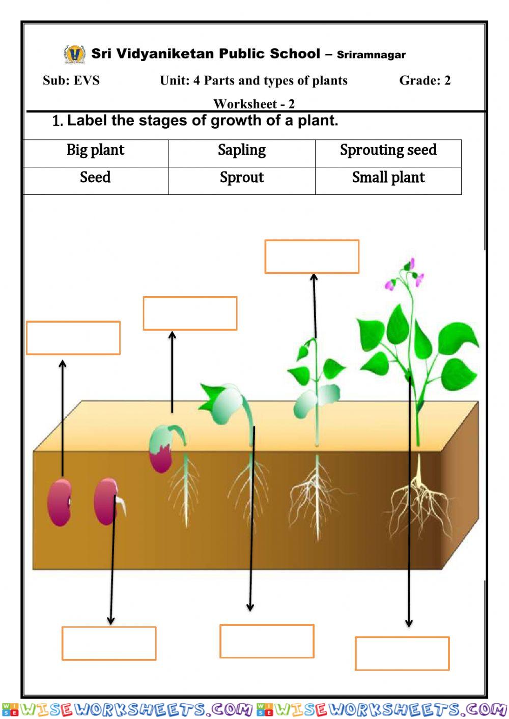 EVS live worksheet