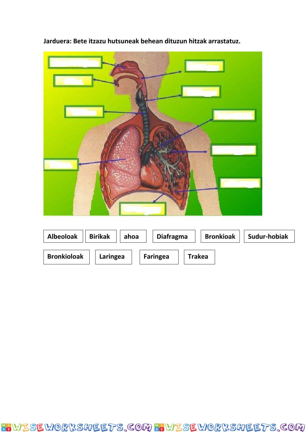 worksheet