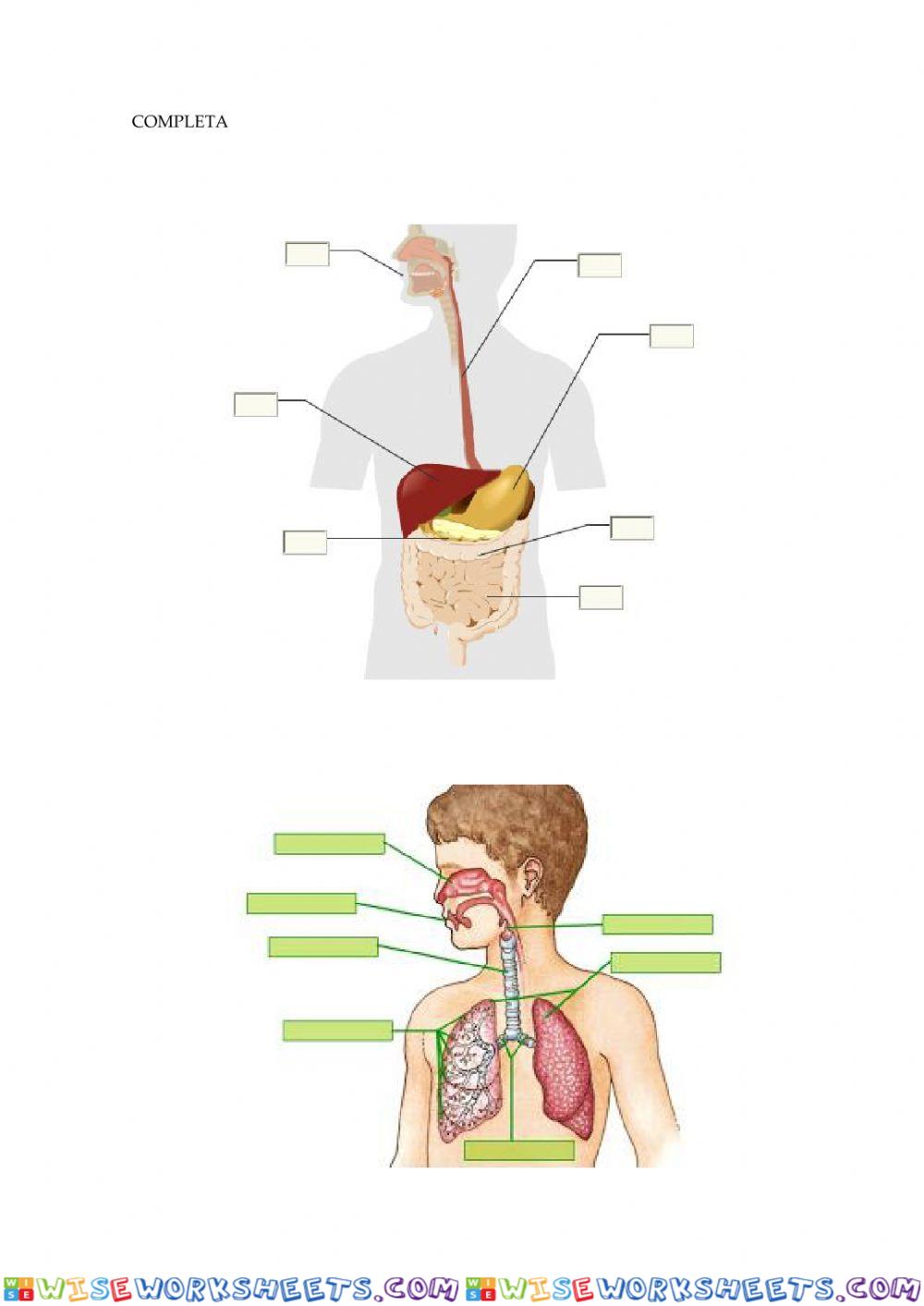 Aparello dixestivo e respiratorio