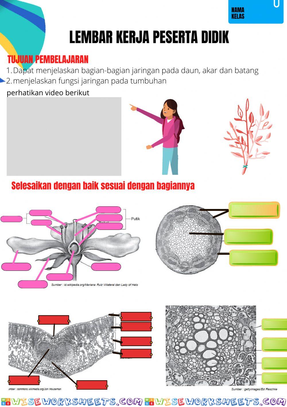 Jaringan pada tumbuhan