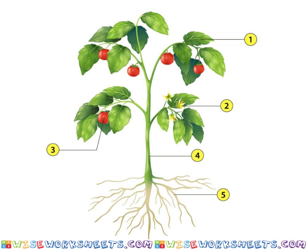 Parts of a Plant