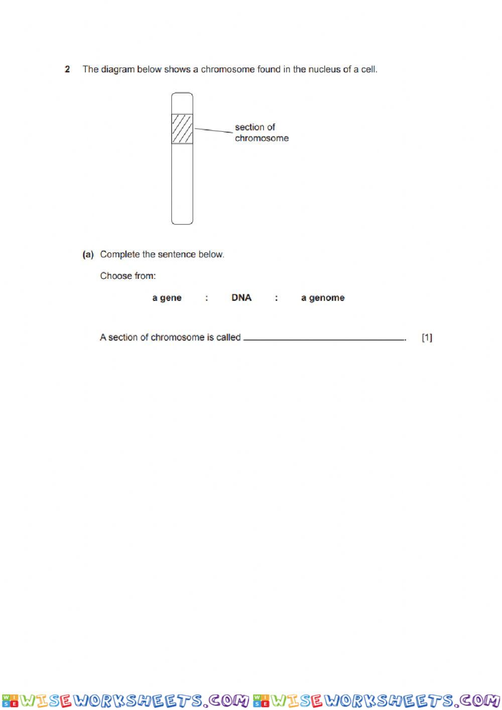worksheet