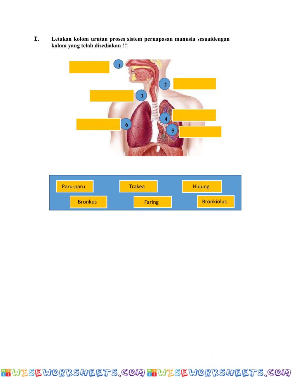 worksheet