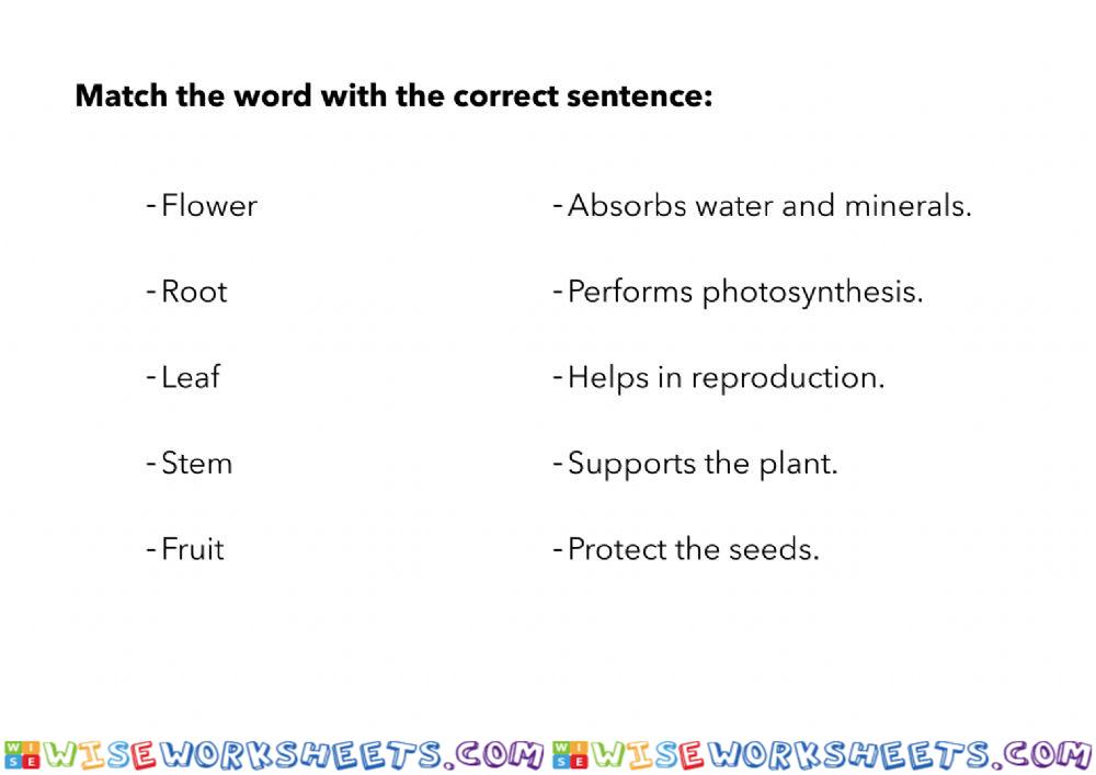 Parts of a plant