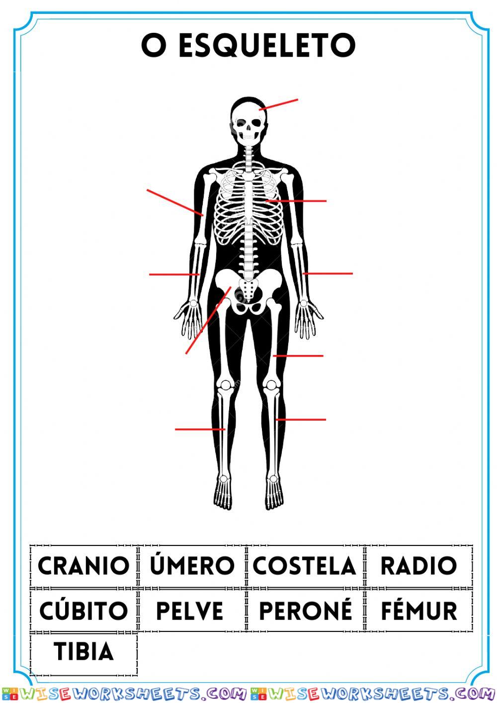 O esqueleto