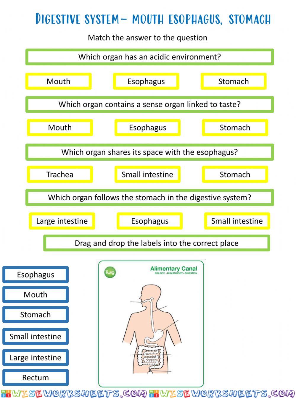 Digestive system