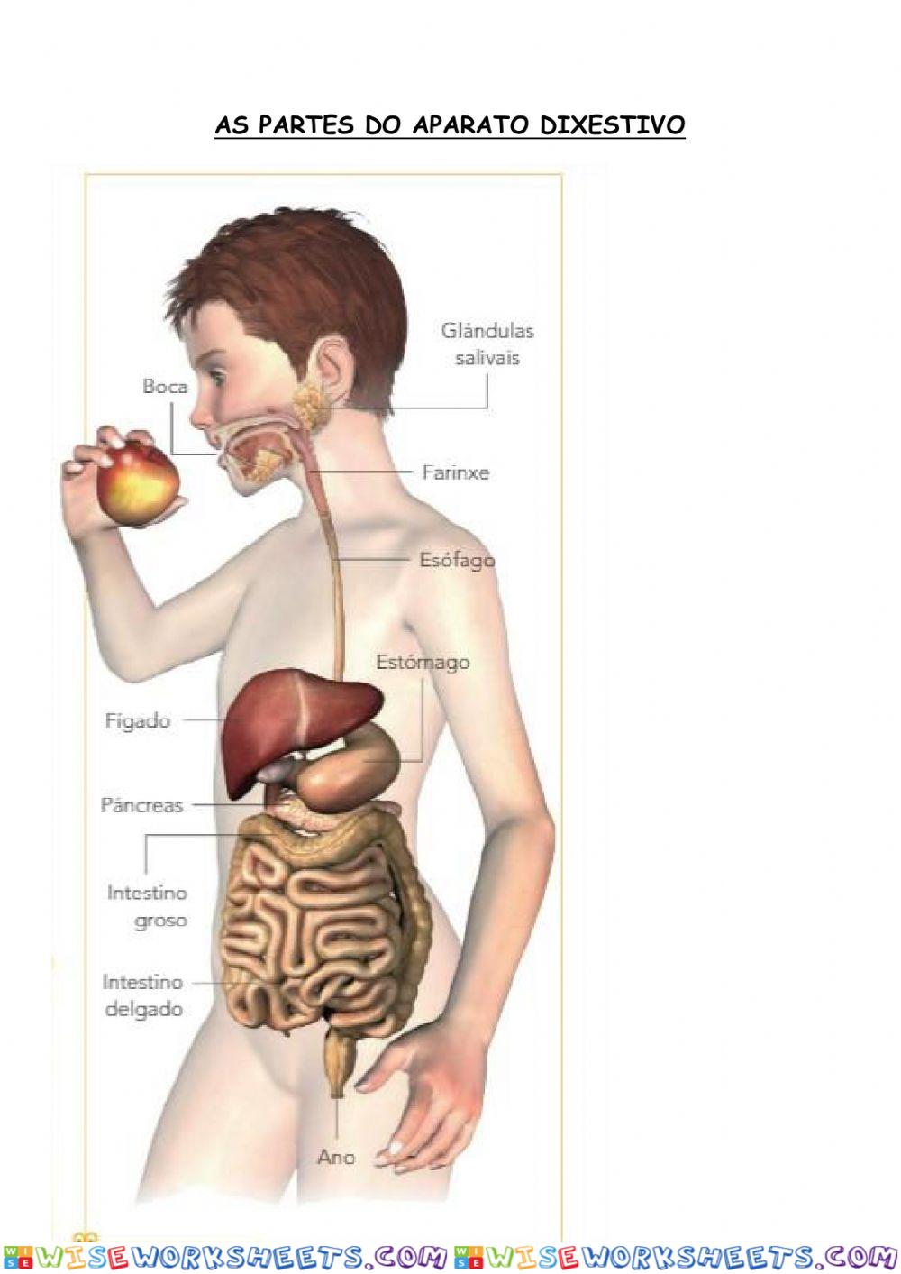 As partes do aparato dixestivo