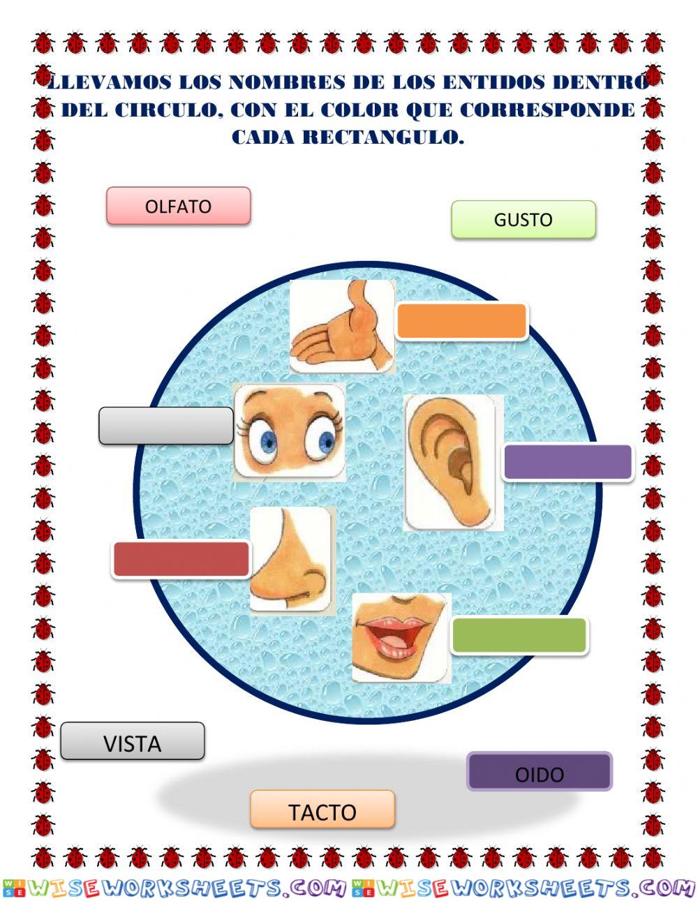 Los Sentidos