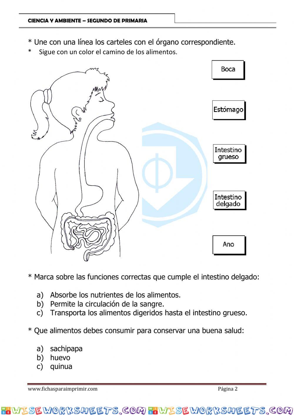 worksheet