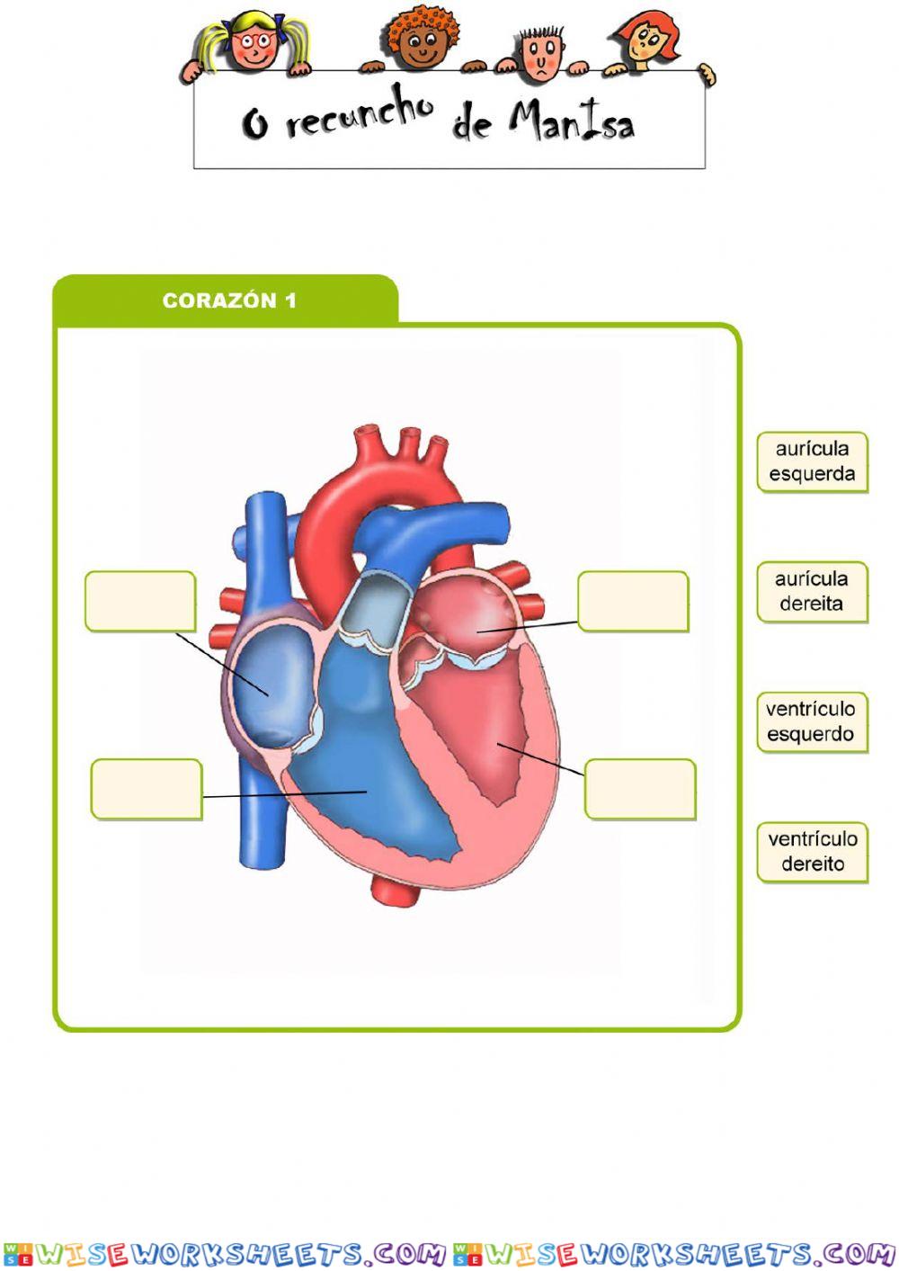 Partes do corazón 1a