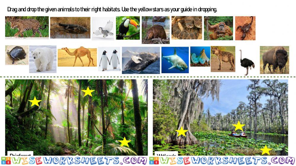 Animal Habitats