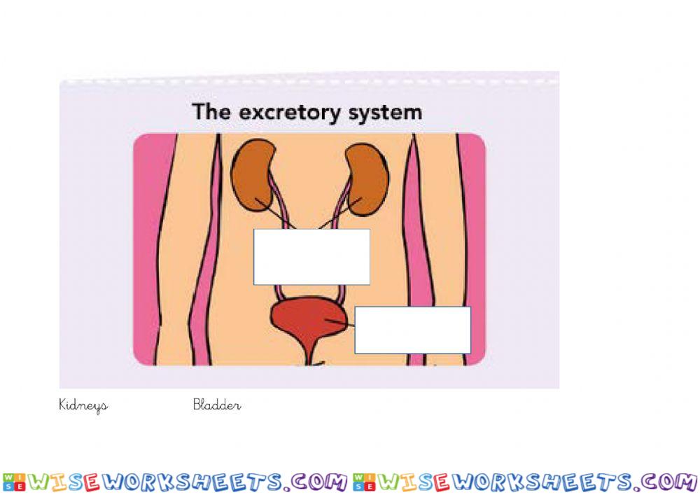 The excretory system