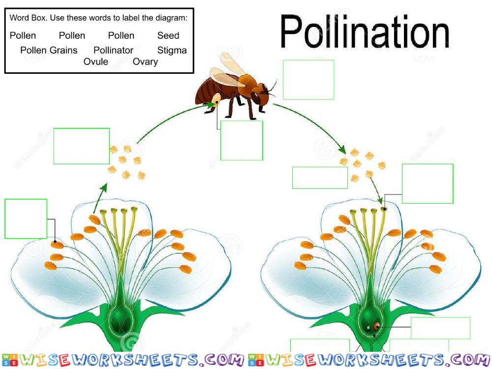Pollination worksheet